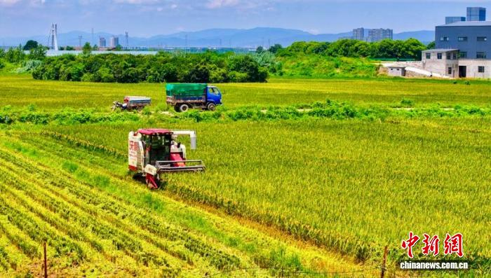 江西南昌：194.5万亩早稻抢收忙 机械化助力丰产丰收