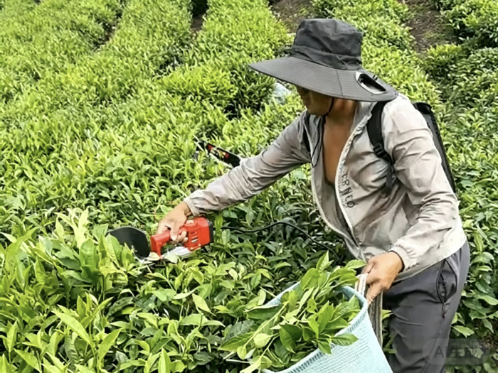 底圩乡王成武：在茶山上“玩转”机械的现代茶农