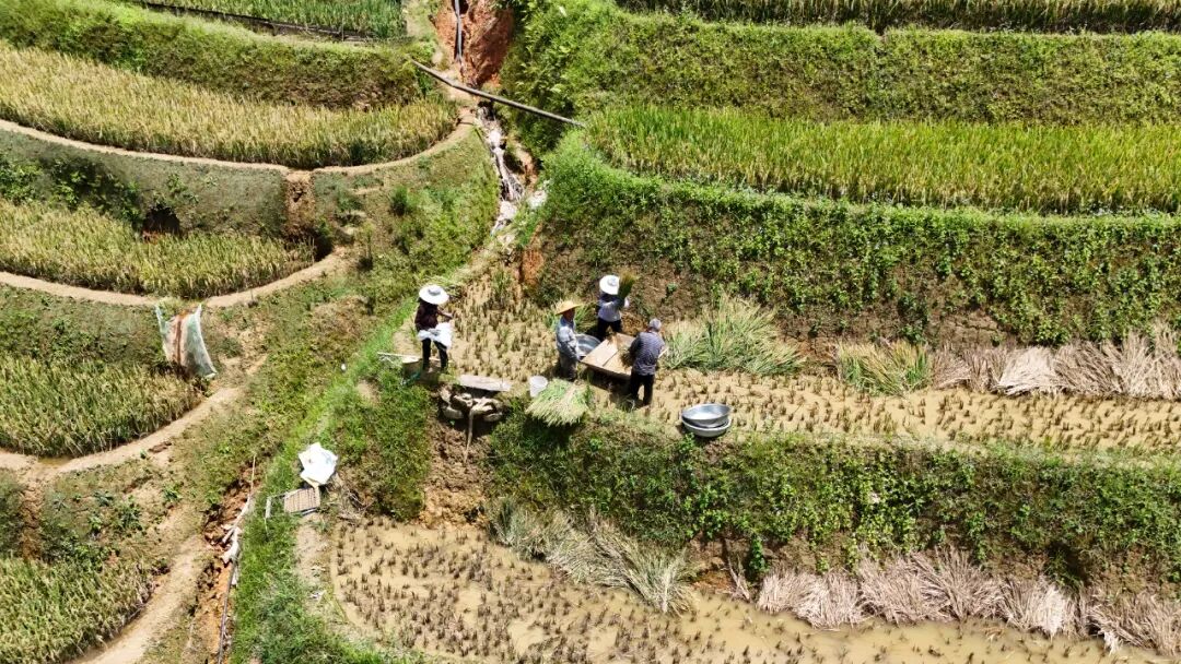 绿春：手工机械双助力 绘就早稻夏收好“丰”景
