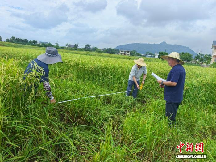 水稻制种机械人工“哪家强” 湖南靖州田间测产验成效