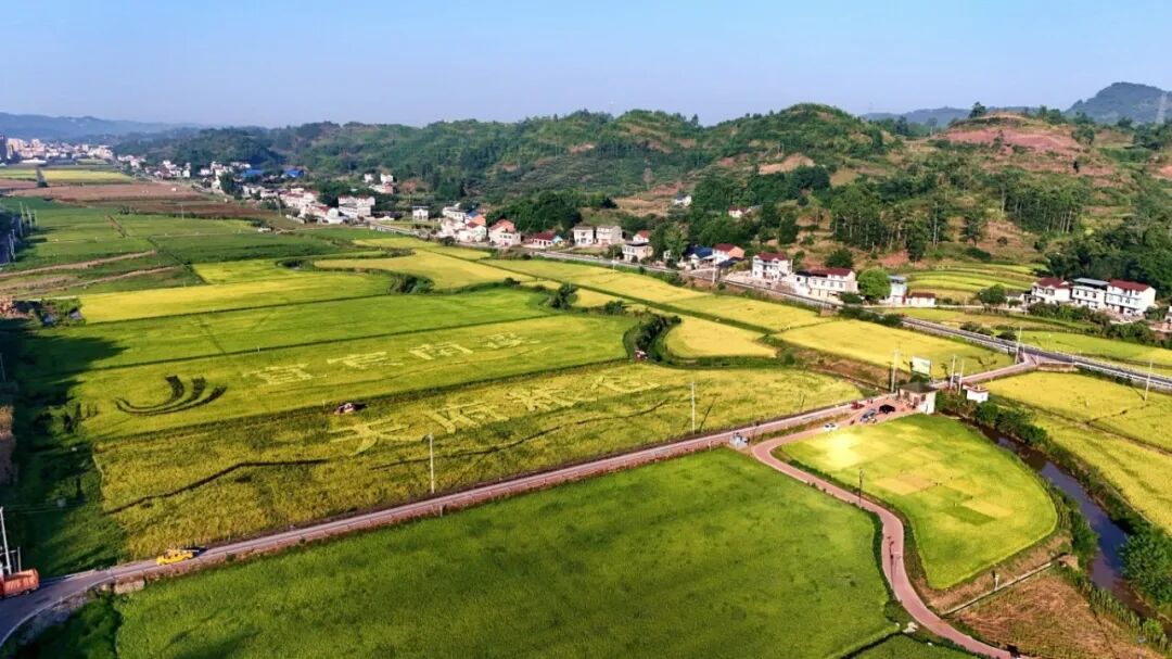 宜宾南溪百里冲水稻开镰收割，机械化保颗粒归仓
